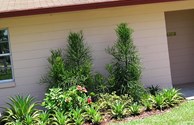 Florida Tropical Plants