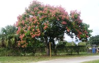 Our wonderful trees!