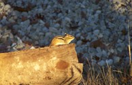 Chippy Chipmunk Signing Off Until Next Visit