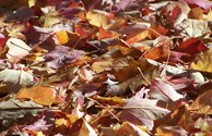 Isn't Fall Beautiful?