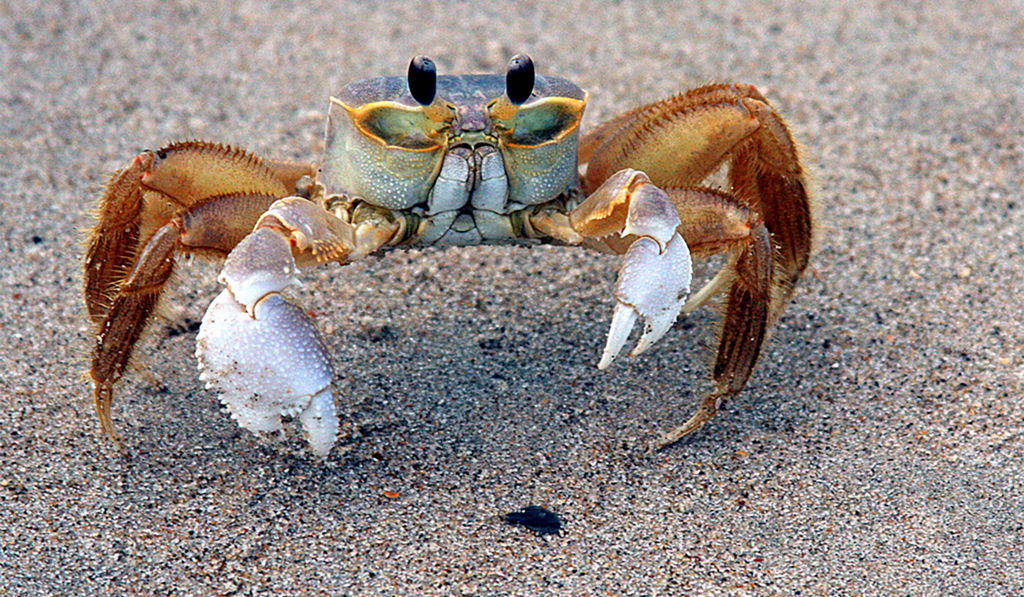 A Quick Guide to Ghost Crab Hunting at the Outer Banks