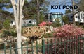 KOI POND