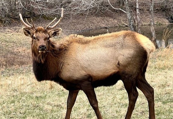 Elk & Bison Prairie at LBL