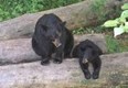 Aspen Wildlife Sanctuary Photo