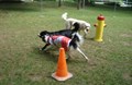 Pets Welcome!  They Love Camping Too!