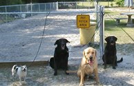 Dogs Love our Fetch Area