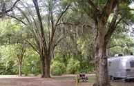 Oak Trees Provide Great Shade