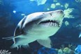New Jersey State Aquarium Photo