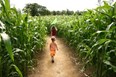 Marlborough Valley Corn Maze - September - October Photo