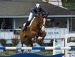 Devon Horse Show and County Fair - May-June Photo