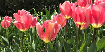 Longwood Gardens Spring Blooms