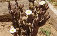 cactus flower