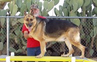 kamp k-9