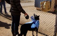 Kamp K-9