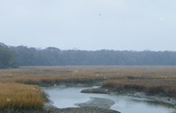 Welcome to the Lowcountry