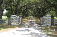 Allee of Live Oaks to Tomotley Plantation