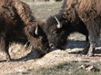 National Bison Range Photo