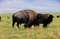 Nation Bison Range.