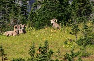 Big Horned Sheep in Glacier