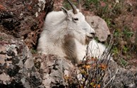 Glacier Park Mountain Goat