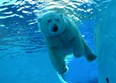 Detroit Zoo Photo