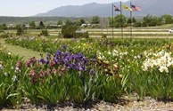 IRIS GARDEN