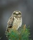 Vermont Institute of Natural Science (VINS) Nature Center Photo
