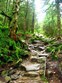 The Appalachian Trail Photo