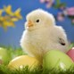 The Chicken & the Egg Photo