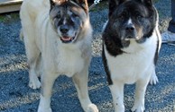 Rare Akita's - Beautifully Groomed!
