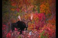 The Elusive New England Moose