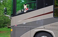 They're not just furry friends..they're family!