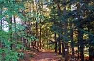 Wooded Wonder