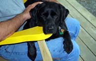 Camping at its Canine Calmest..