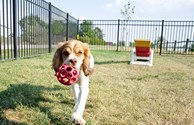 Fido will love our Kamp K9.
