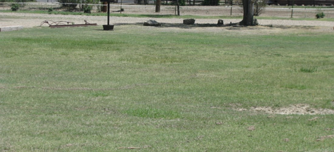 Grassy sites for individuals or groups