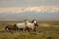 Wyoming's Red Desert Photo