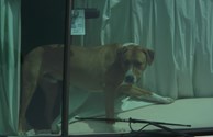 Our Four legged friends