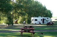 Camp Under the Trees!