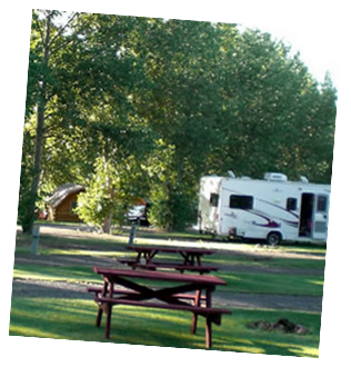 Camp Under the Trees!