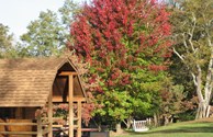 Beautiful Fall Colors