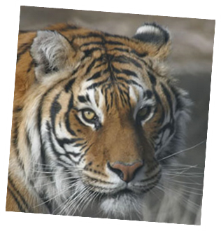 Visit Animal Ark!