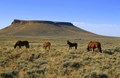 Wild horses!