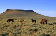 Wild horses!