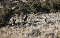 Wildlife in Abundance!