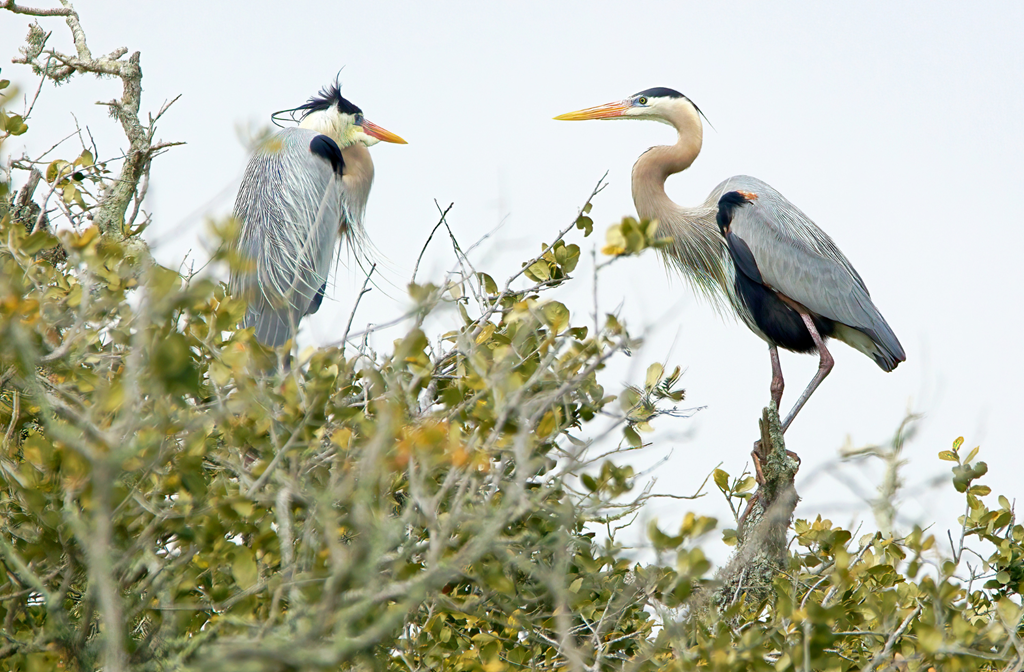 Birdwatching Paradise at Rockport / Corpus Christi KOA
