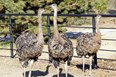Rolling Hills Wildlife Adventure Photo
