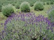 Prairie Lavender Farm Photo