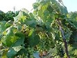 Smokey Hill Vineyards & Winery Photo