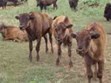 Smoky Hill Bison Co. Photo